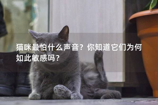 猫咪最怕什么声音？你知道它们为何如此敏感吗？