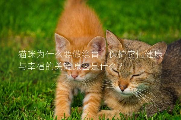 猫咪为什么要做绝育，保护它们健康与幸福的关键原因是什么？