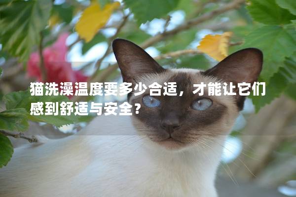 猫洗澡温度要多少合适，才能让它们感到舒适与安全？