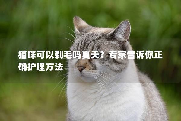 猫咪可以剃毛吗夏天？专家告诉你正确护理方法