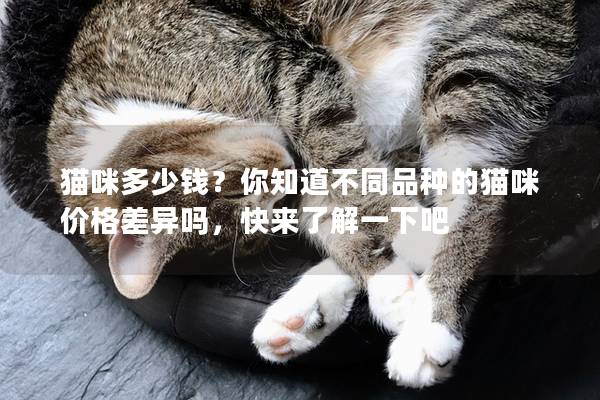 猫咪多少钱？你知道不同品种的猫咪价格差异吗，快来了解一下吧