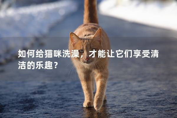 如何给猫咪洗澡，才能让它们享受清洁的乐趣？