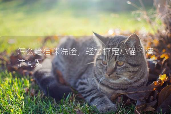 怎么给猫咪洗脸，轻松搞定小猫的清洁问题