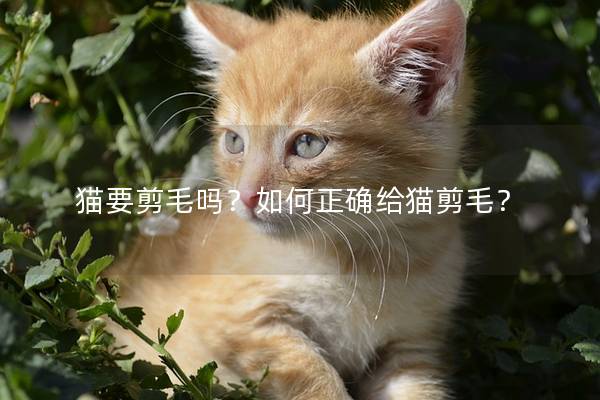 猫要剪毛吗？如何正确给猫剪毛？