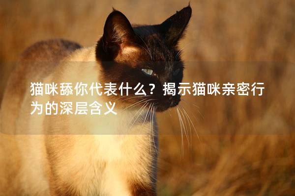 猫咪舔你代表什么？揭示猫咪亲密行为的深层含义