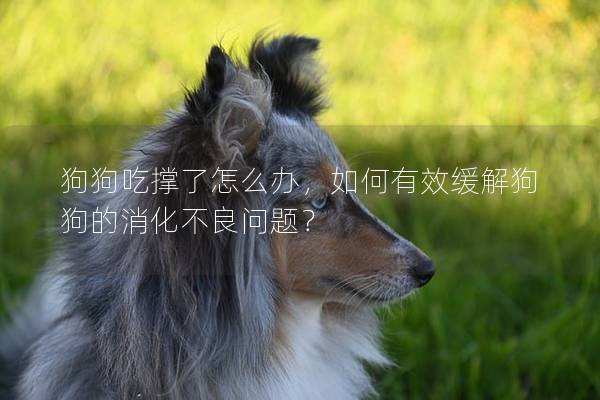 狗狗吃撑了怎么办，如何有效缓解狗狗的消化不良问题？