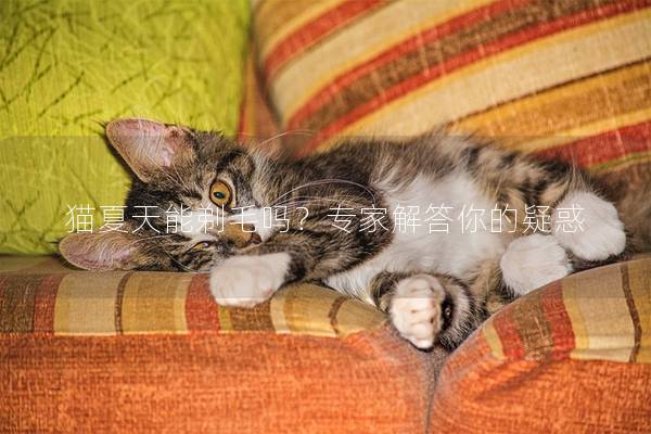 猫夏天能剃毛吗？专家解答你的疑惑