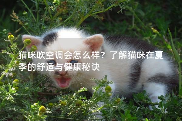 猫咪吹空调会怎么样？了解猫咪在夏季的舒适与健康秘诀