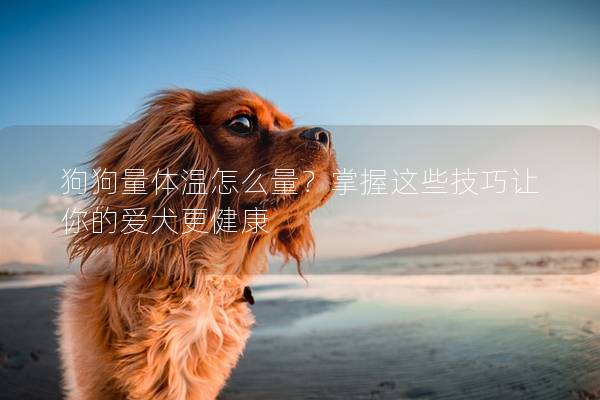 狗狗量体温怎么量？掌握这些技巧让你的爱犬更健康