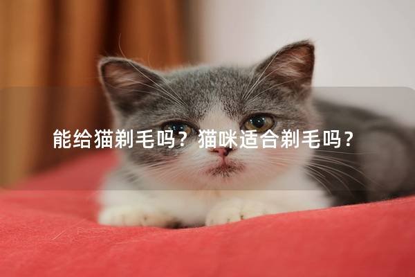 能给猫剃毛吗？猫咪适合剃毛吗？