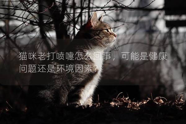 猫咪老打喷嚏怎么回事，可能是健康问题还是环境因素？