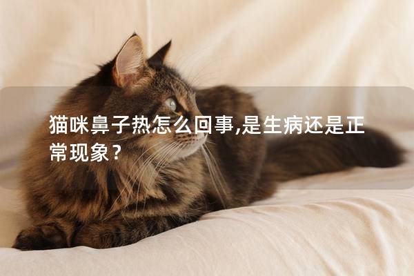 猫咪鼻子热怎么回事,是生病还是正常现象？