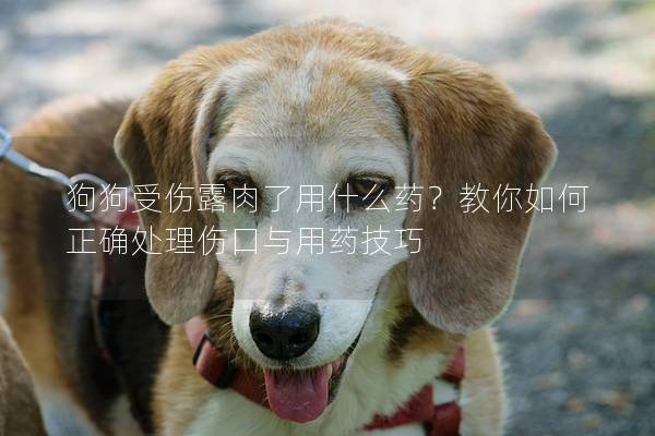 狗狗受伤露肉了用什么药？教你如何正确处理伤口与用药技巧