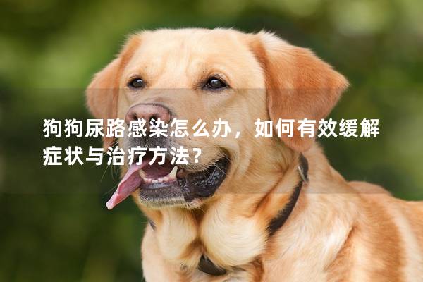 狗狗尿路感染怎么办，如何有效缓解症状与治疗方法？