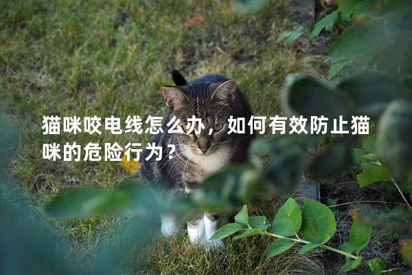 猫咪咬电线怎么办，如何有效防止猫咪的危险行为？