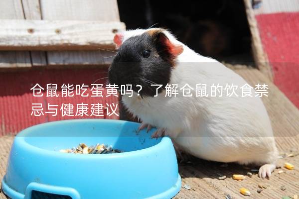 仓鼠能吃蛋黄吗?了解仓鼠的饮食禁忌与健康建议 仓鼠能吃蛋黄吗?了解仓鼠的饮食禁忌与健康建议