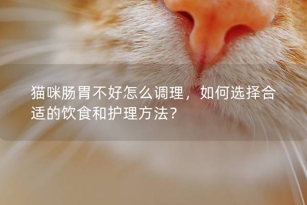 猫咪肠胃不好怎么调理，如何选择合适的饮食和护理方法？