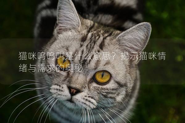 猫咪呜呜叫是什么意思？揭示猫咪情绪与需求的奥秘