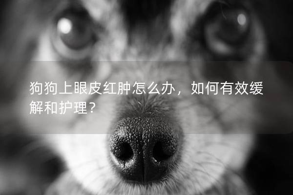 狗狗上眼皮红肿怎么办，如何有效缓解和护理？