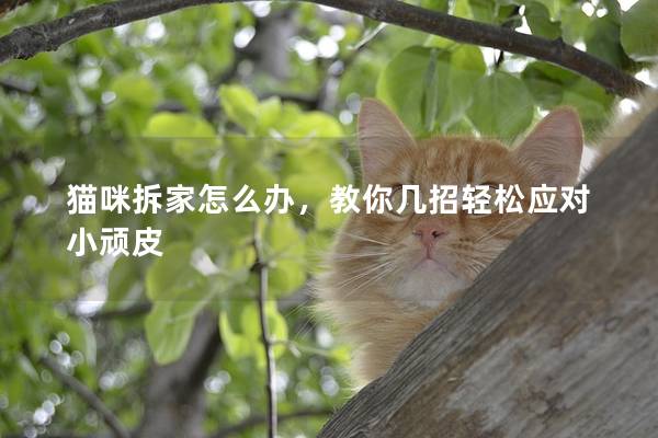 猫咪拆家怎么办，教你几招轻松应对小顽皮