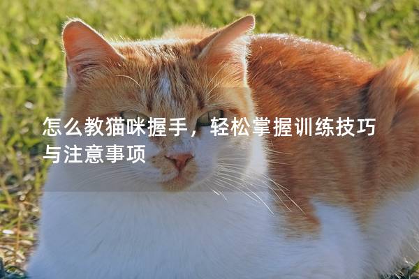 怎么教猫咪握手，轻松掌握训练技巧与注意事项