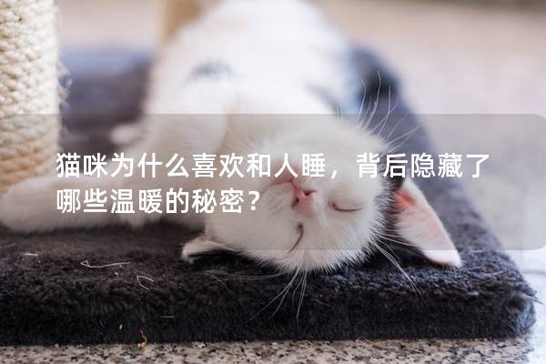 猫咪为什么喜欢和人睡，背后隐藏了哪些温暖的秘密？