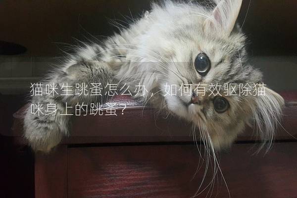 猫咪生跳蚤怎么办，如何有效驱除猫咪身上的跳蚤？