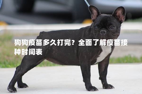 狗狗疫苗多久打完？全面了解疫苗接种时间表