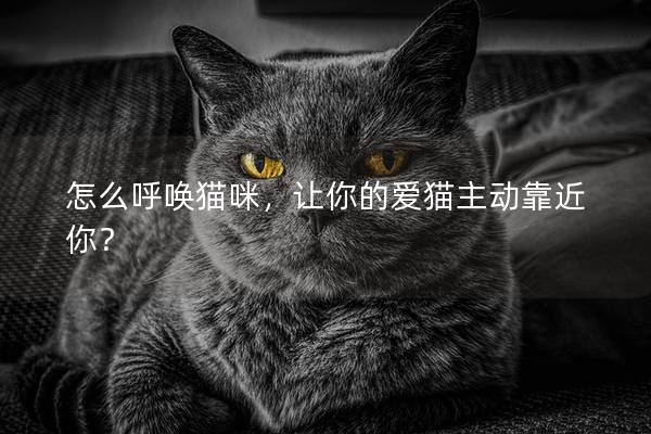 怎么呼唤猫咪，让你的爱猫主动靠近你？