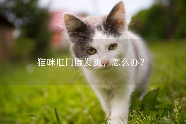 猫咪肛门腺发炎，怎么办？