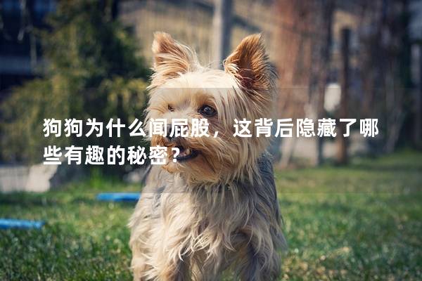 狗狗为什么闻屁股，这背后隐藏了哪些有趣的秘密？