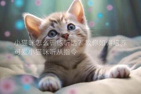 小猫咪怎么训练听话？教你如何培养可爱小猫咪听从指令