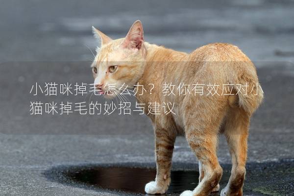 小猫咪掉毛怎么办？教你有效应对小猫咪掉毛的妙招与建议