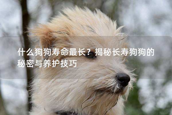 什么狗狗寿命最长？揭秘长寿狗狗的秘密与养护技巧