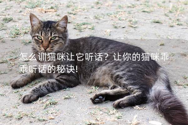 怎么训猫咪让它听话？让你的猫咪乖乖听话的秘诀!