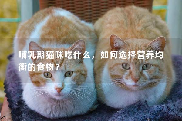 哺乳期猫咪吃什么，如何选择营养均衡的食物？