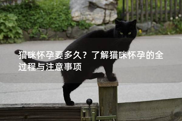 猫咪怀孕要多久？了解猫咪怀孕的全过程与注意事项