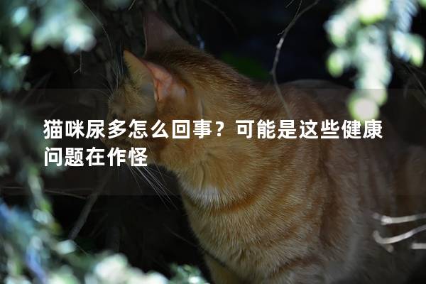 猫咪尿多怎么回事？可能是这些健康问题在作怪