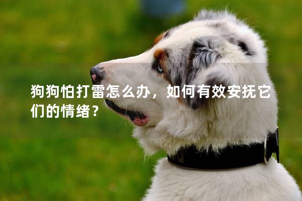 狗狗怕打雷怎么办，如何有效安抚它们的情绪？