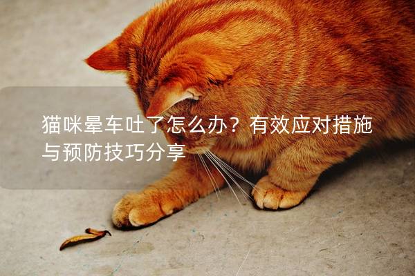 猫咪晕车吐了怎么办？有效应对措施与预防技巧分享