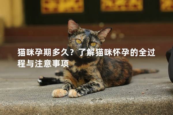 猫咪孕期多久？了解猫咪怀孕的全过程与注意事项