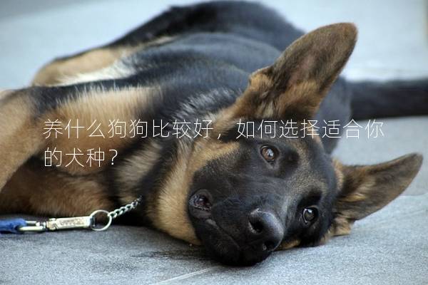 养什么狗狗比较好，如何选择适合你的犬种？