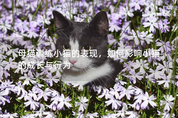 母猫训练小猫的表现，如何影响小猫的成长与行为