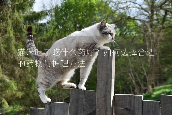 猫咪吐了吃什么药好？如何选择合适的药物与护理方法