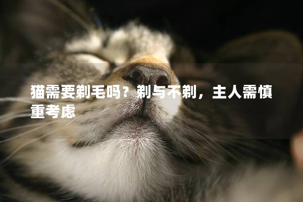 猫需要剃毛吗？剃与不剃，主人需慎重考虑