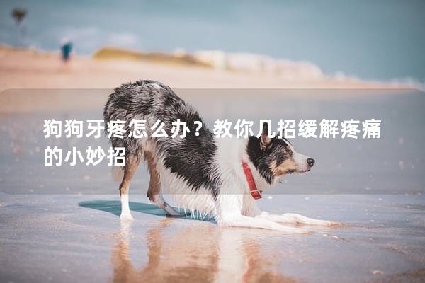 狗狗牙疼怎么办？教你几招缓解疼痛的小妙招