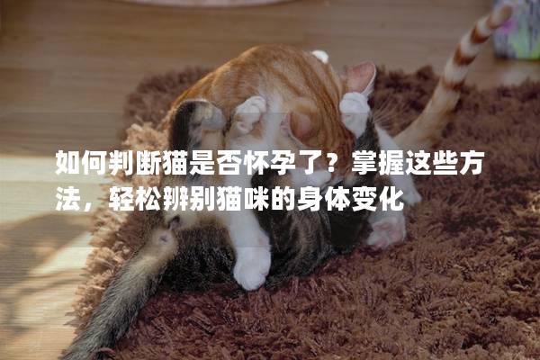 如何判断猫是否怀孕了？掌握这些方法，轻松辨别猫咪的身体变化