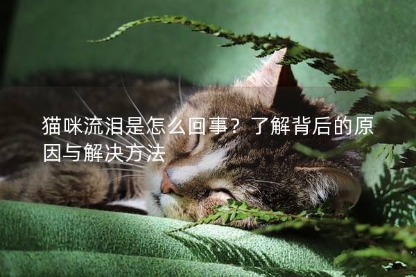 猫咪流泪是怎么回事？了解背后的原因与解决方法