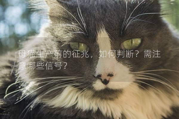 母猫生产前的征兆，如何判断？需注意哪些信号？