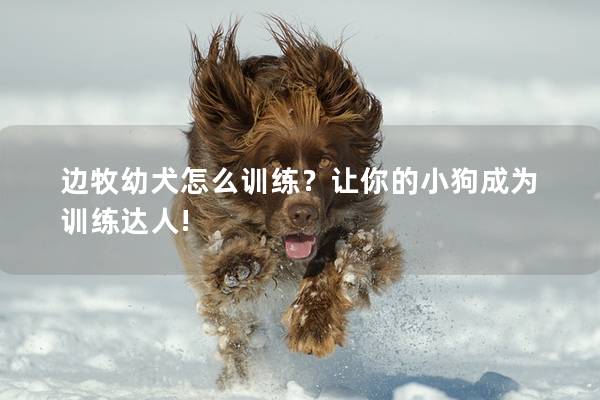 边牧幼犬怎么训练？让你的小狗成为训练达人!